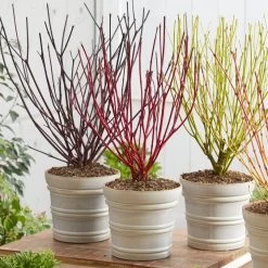 Best Value Cornus Collection | Winter Hedging -Roots Plants cornuscollection 2