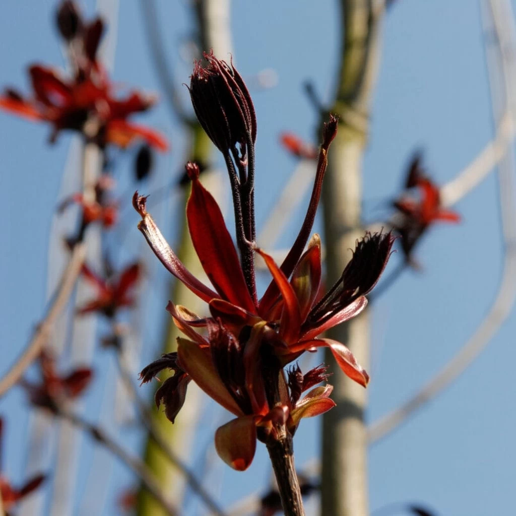 Purple-Leaved Norway Maple Tree | Acer Platanoides 'Crimson King' 4 Purple-Leaved Norway Maple Tree | Acer Platanoides 'Crimson King' - Image 2