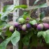 'Czar' Plum Tree -Roots Plants czar 1