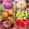 Premium Dahlia Plants Collection -Roots Plants dahlia collection 1