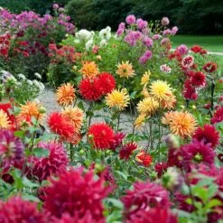 Premium Dahlia Plants Collection -Roots Plants dahliacol 1