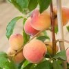 'Duke Of York' Peach Tree -Roots Plants dukeofyorkpeach 1