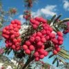 Pink Berried Mountain Ash Tree | Sorbus Eastern Promise -Roots Plants easternpromise 1