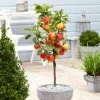 'Ecolette' Patio Apple Tree | 4.5L Pot -Roots Plants ecolette1