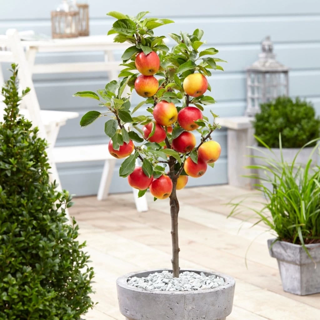 'Ecolette' Patio Apple Tree | 4.5L Pot 3 'Ecolette' Patio Apple Tree | 4.5L Pot