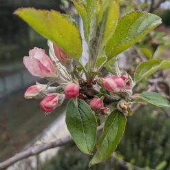 Egremont Russet Apple Tree Dwarfing Rootstock -Roots Plants egremontrussetblossom