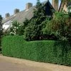 Fast Growing Evergreen Hedging Wildlife Mix | Growers' Choice -Roots Plants elbo14556 hedging