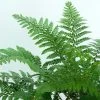 Makino's Holly Fern | Polystichum Makinoi -Roots Plants elbo38935