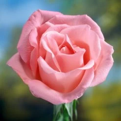 'Saphir' Shrub Rose -Roots Plants elbo58827 saphir