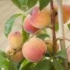 Avalon Pride Peach Tree 2 Avalon Pride Peach Tree -Roots Plants elbo59874