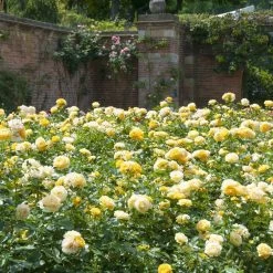 Roots Plants -Roots Plants elbo65560 absolutely fabulous