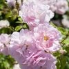 'Bonica' Shrub Rose -Roots Plants elbo67629 bonica