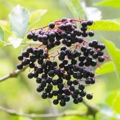 Best Mixed Native Wildlife Hedging | Growers' Choice -Roots Plants elderberry SHR0256 e670855f 782d 4eb9 96dc 812685d53493