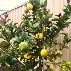 'Eureka' Patio Lemon Tree | 4 Seasons Lemon 10 'Eureka' Patio Lemon Tree | 4 Seasons Lemon -Roots Plants eurekalemon