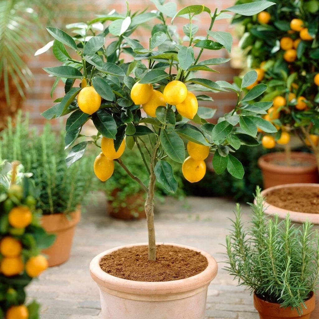 'Eureka' Patio Lemon Tree | 4 Seasons Lemon 3 'Eureka' Patio Lemon Tree | 4 Seasons Lemon