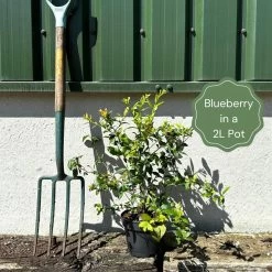 Ozarkblue' Blueberry Bush -Roots Plants example blueberry a7036fb9 07f1 4144 a4d4 fafddc5368bf
