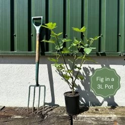 'Little Miss Figgy' Patio Fig Tree -Roots Plants example fig b13f0727 1547 42f6 8450 13cd3e252bff