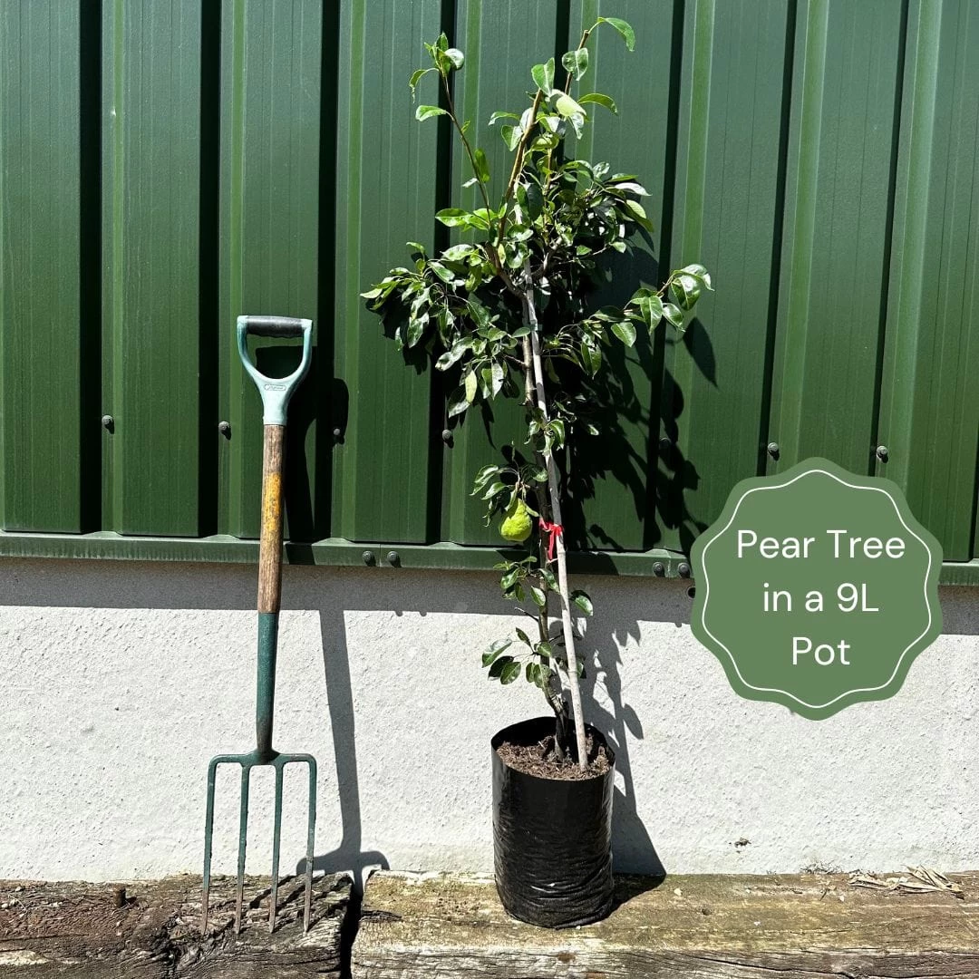 'Petite Poire' Pear Tree 4 'Petite Poire' Pear Tree - Image 2