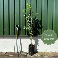 Opal Plum Tree -Roots Plants example plum 82fb7718 8bbe 4e6a bffd 7ae3b0325ca6
