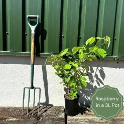 Award Winning Raspberry Canes | Growers' Choice -Roots Plants example raspberry 55d5cec5 0ebc 4e72 8c0e bfaa551f871c