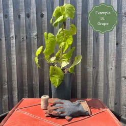 'Crimson Seedless' Outdoor Grape Vine -Roots Plants examplegrape 5062dac4 fb70 4f88 b082 e63ce99495d7