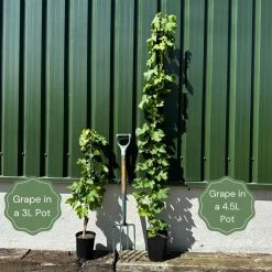 'Phoenix' Outdoor Grape Vine -Roots Plants examplegrape f9e52001 b7f4 40ec b9a2 871592a39ff0