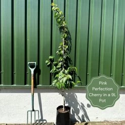Pink Perfection Cherry Blossom Tree -Roots Plants examplepinkperfection