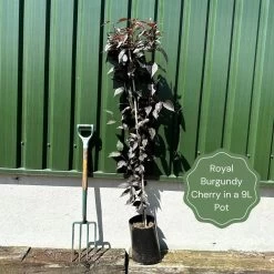 Purple Leaf Cherry Blossom Tree | Prunus Serrulata 'Royal Burgundy' -Roots Plants exampleroyalburgundy