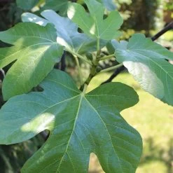 UK Hardy Fig Tree | 'Brown Turkey' -Roots Plants figleaves