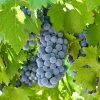 'Boskoop Glory' Seedless Outdoor Grape Vine 1 'Boskoop Glory' Seedless Outdoor Grape Vine -Roots Plants fru0072 5
