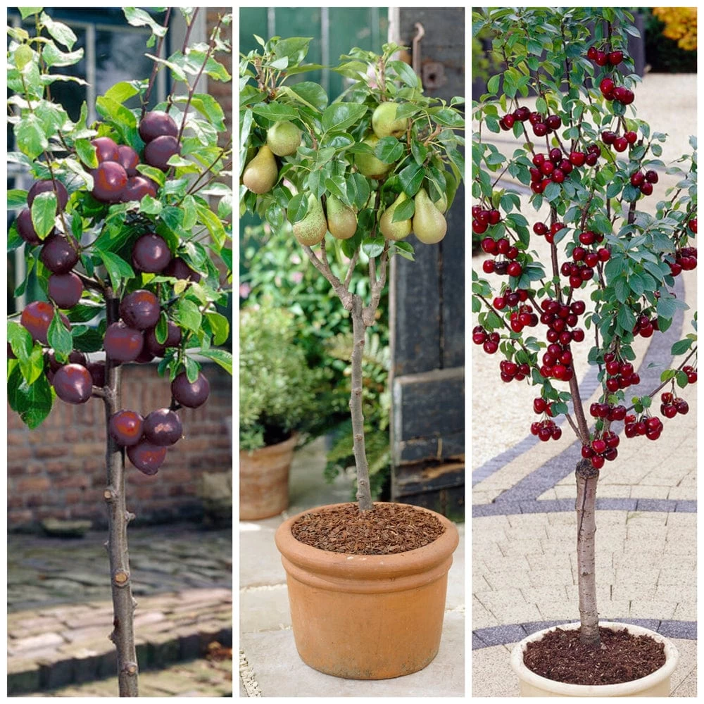 Award Winning Patio Fruit Tree Collection | Cherry, Pear & Plum | Growers' Choice 3 Award Winning Patio Fruit Tree Collection | Cherry, Pear & Plum | Growers' Choice