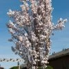 White Columnar Cherry Blossom Tree | Prunus 'Spire' -Roots Plants gaar00399 spire