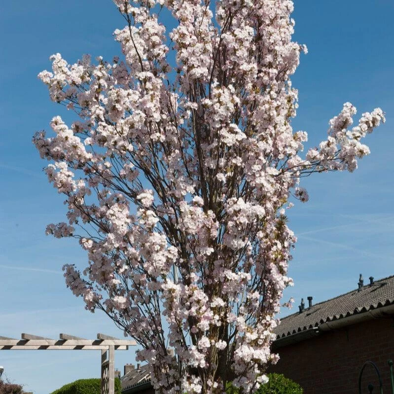 White Columnar Cherry Blossom Tree | Prunus 'Spire' 3 White Columnar Cherry Blossom Tree | Prunus 'Spire'