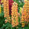 Lupin West Country Gladiator -Roots Plants gladiator 1