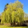 Golden Weeping Willow Tree | Salix Chrysocoma -Roots Plants golden weeping willows