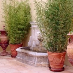 Golden Bamboo | Phyllostachys Aurea -Roots Plants goldenbamboo 5