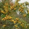 'Golden Hornet' Crabapple Tree -Roots Plants goldenhornet