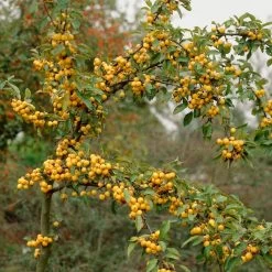 'Golden Hornet' Crabapple Tree