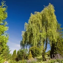 Golden Weeping Willow Tree | Salix Chrysocoma -Roots Plants goldenweeping1