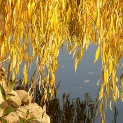 Golden Weeping Willow Tree | Salix Chrysocoma -Roots Plants goldenweepingautumn