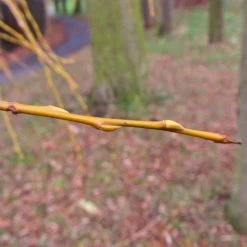 Golden Weeping Willow Tree | Salix Chrysocoma -Roots Plants goldenweepingbranch