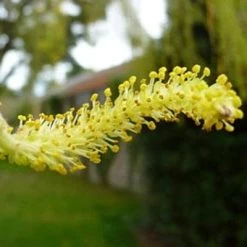Golden Weeping Willow Tree | Salix Chrysocoma -Roots Plants goldenweepingcatkin