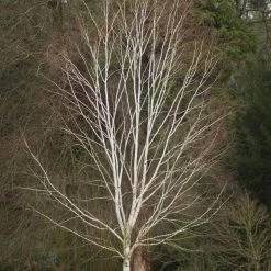 Himalayan Birch Tree | Betula Utilis Jacquemontii 18 Himalayan Birch Tree | Betula Utilis Jacquemontii -Roots Plants himalayanwinter