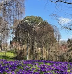 Weeping Silver Birch Tree | Betula Pendula Youngii 8 Weeping Silver Birch Tree | Betula Pendula Youngii -Roots Plants image
