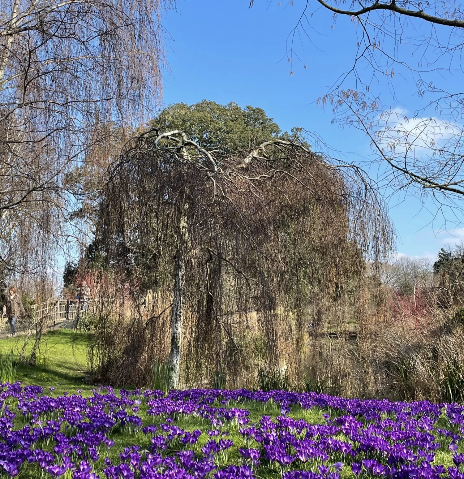 Weeping Silver Birch Tree | Betula Pendula Youngii 5 Weeping Silver Birch Tree | Betula Pendula Youngii - Image 3