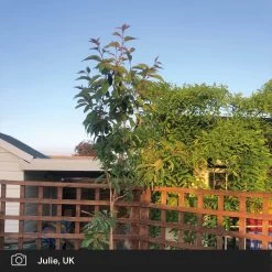 Japanese Cherry Blossom Tree | Prunus Serrulata 'Kanzan' 21 Japanese Cherry Blossom Tree | Prunus Serrulata 'Kanzan' -Roots Plants japanese cherry blossom