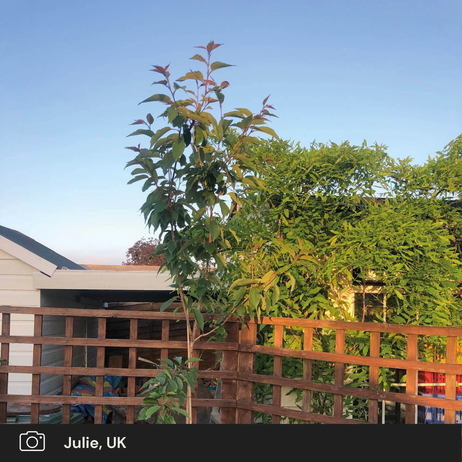 Japanese Cherry Blossom Tree | Prunus Serrulata 'Kanzan' 12 Japanese Cherry Blossom Tree | Prunus Serrulata 'Kanzan' - Image 10