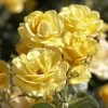 'Joyful Sunshine' Hybrid Tea Rose -Roots Plants jope04100 joyful sunshine