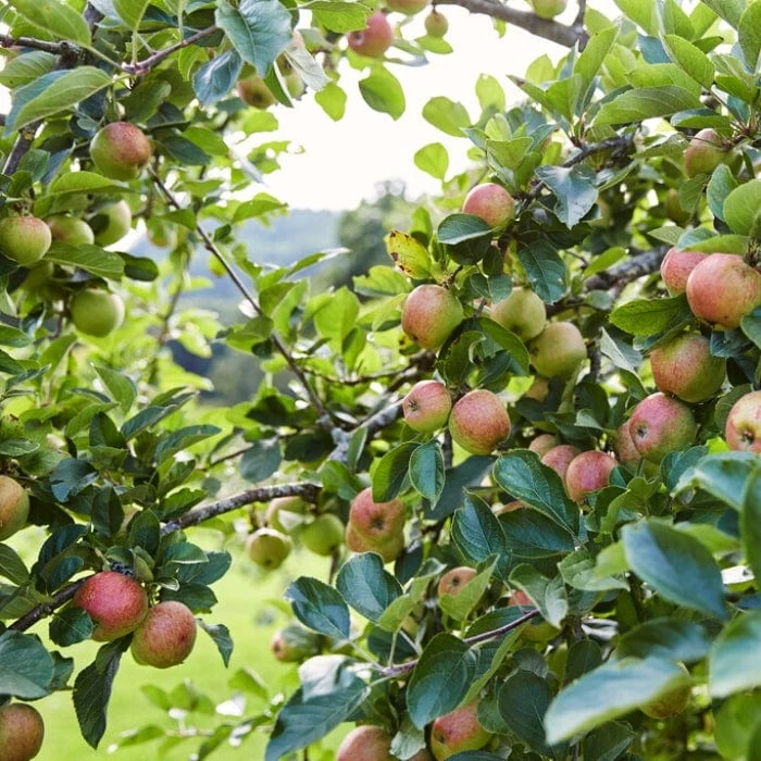 'Kidd's Orange Pippin' Apple Tree 5 'Kidd's Orange Pippin' Apple Tree - Image 3