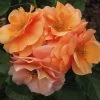 'Together Forever' Floribunda Rose -Roots Plants kose01299 together forever